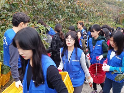 (2014.11.08)대구북구자원봉사센터 농촌일손돕기-매전면 구촌리